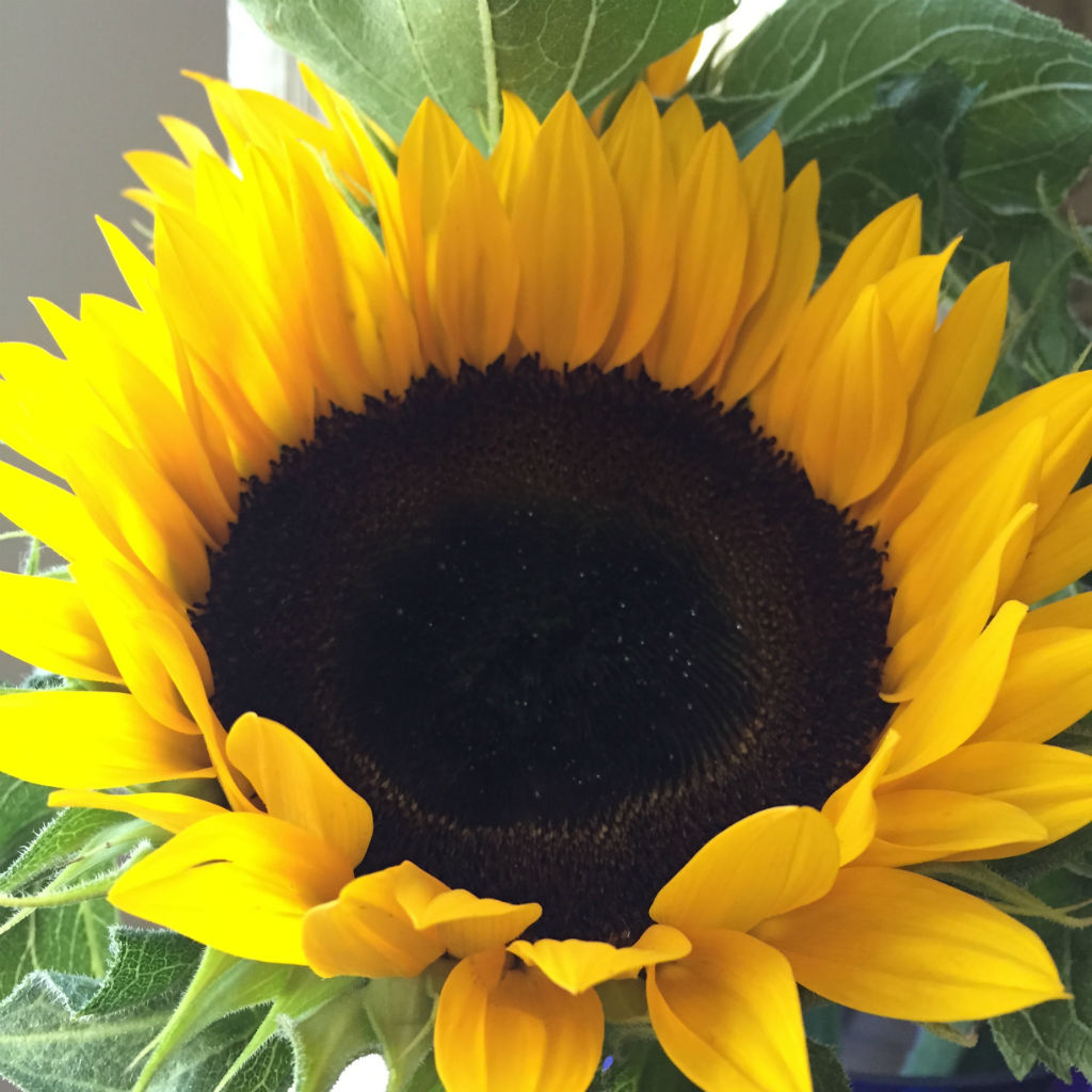 Sunflower Cutting Board - The Old Farmer's Store